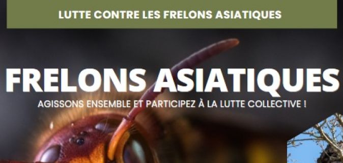 Lutte contre le frelon asiatique